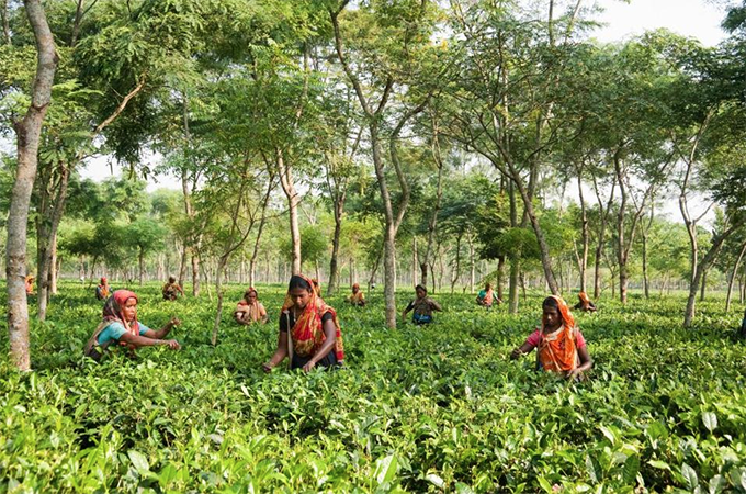 Women work in the Teatulia Garden in Bangladesh. Photo courtesy of Teatulia.
